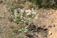 Grevillea pilulifera