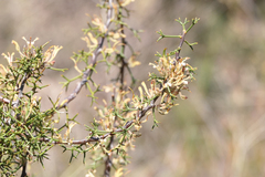 Hakea erinacea