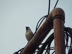 Passer domesticus