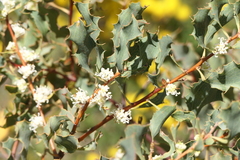 Hakea undulata