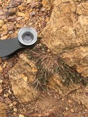 Cardionema ramosissimum