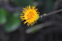 Gynura divaricata