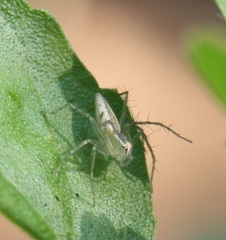 Oxyopes