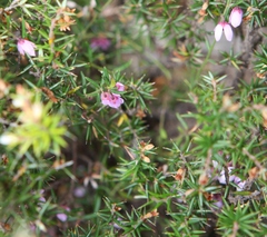 Tetratheca procumbens