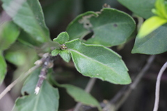 Gynura divaricata