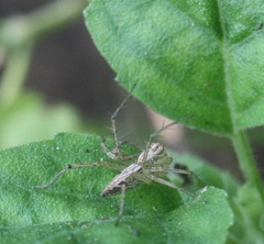 Oxyopes