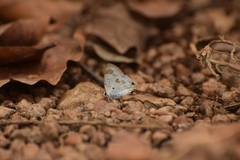 Hypolycaena othona othona