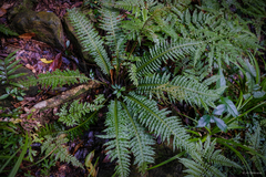 Plagiogyria stenoptera