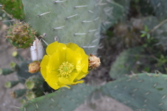 Opuntia