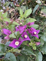 Bougainvillea