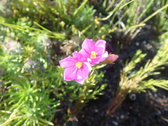 Chironia jasminoides