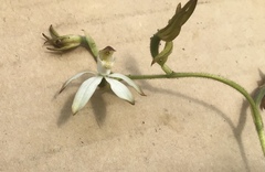 Caladenia clarkiae