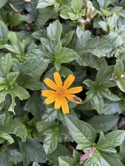 Sphagneticola trilobata
