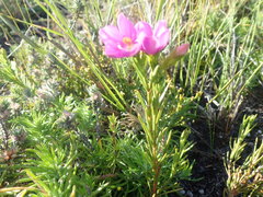 Chironia jasminoides