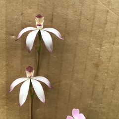 Caladenia clarkiae