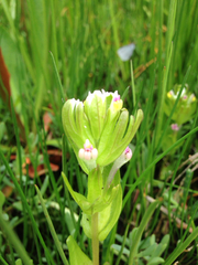 Castilleja ambigua