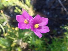 Chironia jasminoides