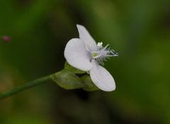 Murdannia loriformis
