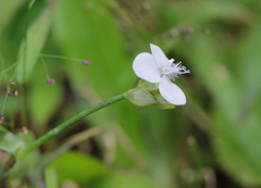 Murdannia loriformis