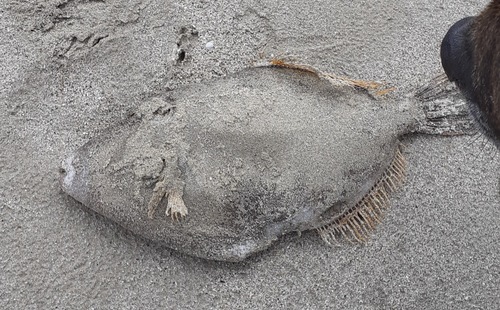 Meuschenia scabra