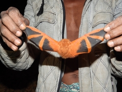 Kerivoula picta