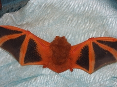 Kerivoula picta