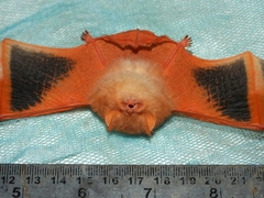 Kerivoula picta