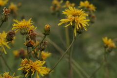 Crepis sibirica