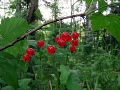 Ribes atropurpureum