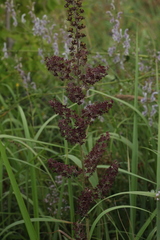 Veratrum nigrum