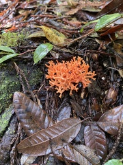 Ramaria stuntzii