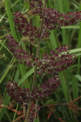 Veratrum nigrum