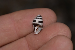 Engina zonalis