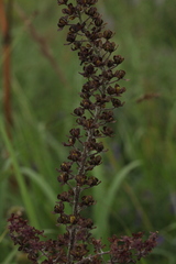 Veratrum nigrum