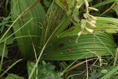 Veratrum nigrum