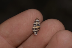 Maculotriton serriale