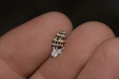 Maculotriton serriale