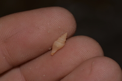 Guraleus tasmanicus