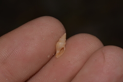 Guraleus tasmanicus