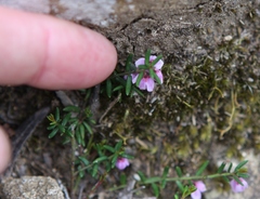 Tetratheca procumbens