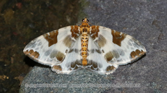 Callabraxas fabiolaria