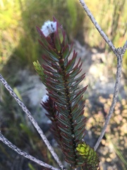 Lachnaea densiflora