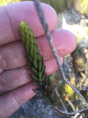 Lachnaea densiflora