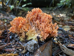 Ramaria stuntzii