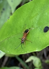 Sphictostethus fugax