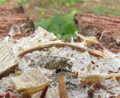 Psococerastis gibbosa