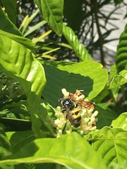 Dielis trifasciata