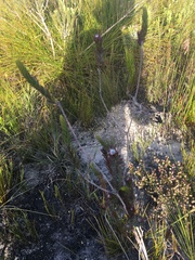 Lachnaea densiflora