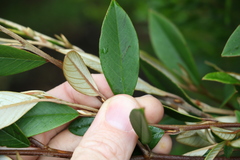 Pomaderris argyrophylla