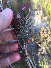 Lachnaea densiflora